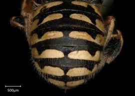   Anthidium platyfronsnbsp; female abdomen, photo: Chelsey Ritner 
